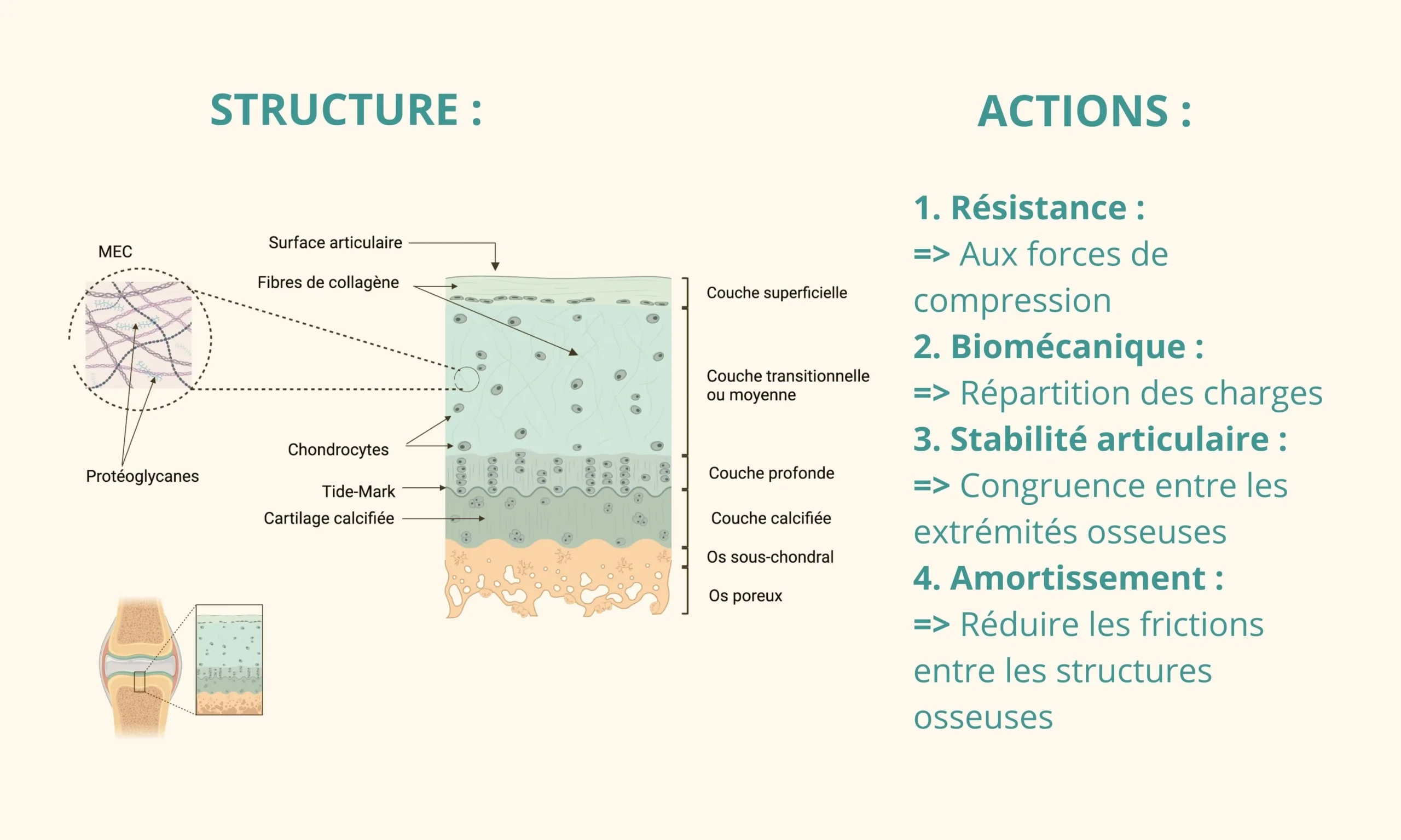 Structure du cartilage