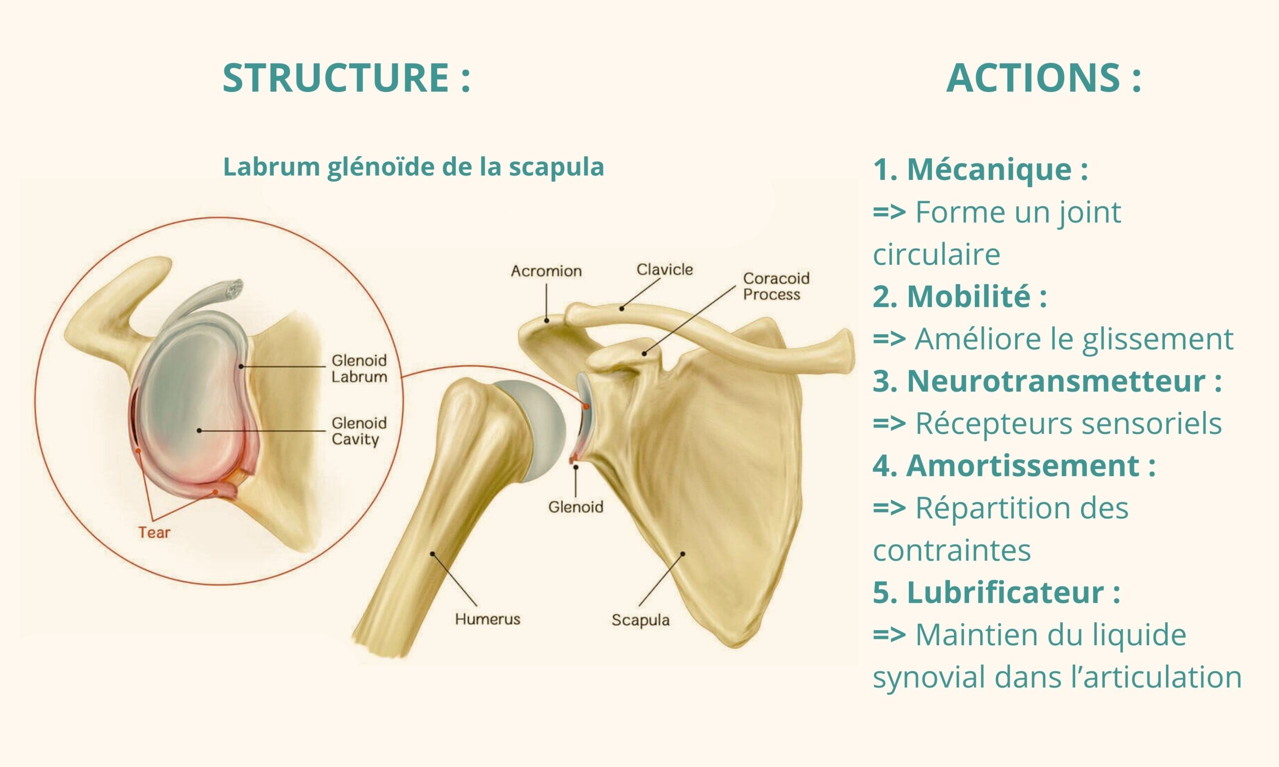 Structure du Labrum