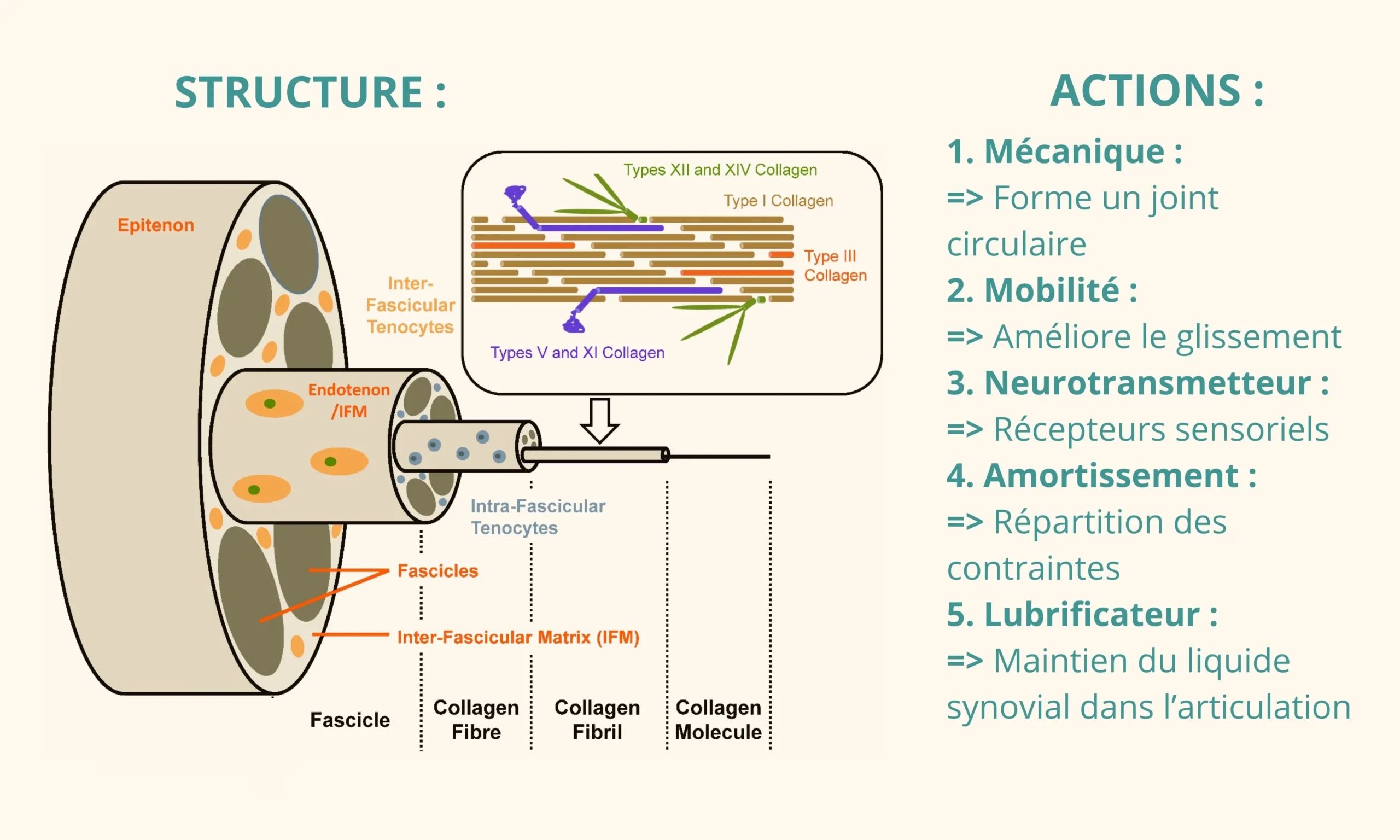 Structure des Ligaments