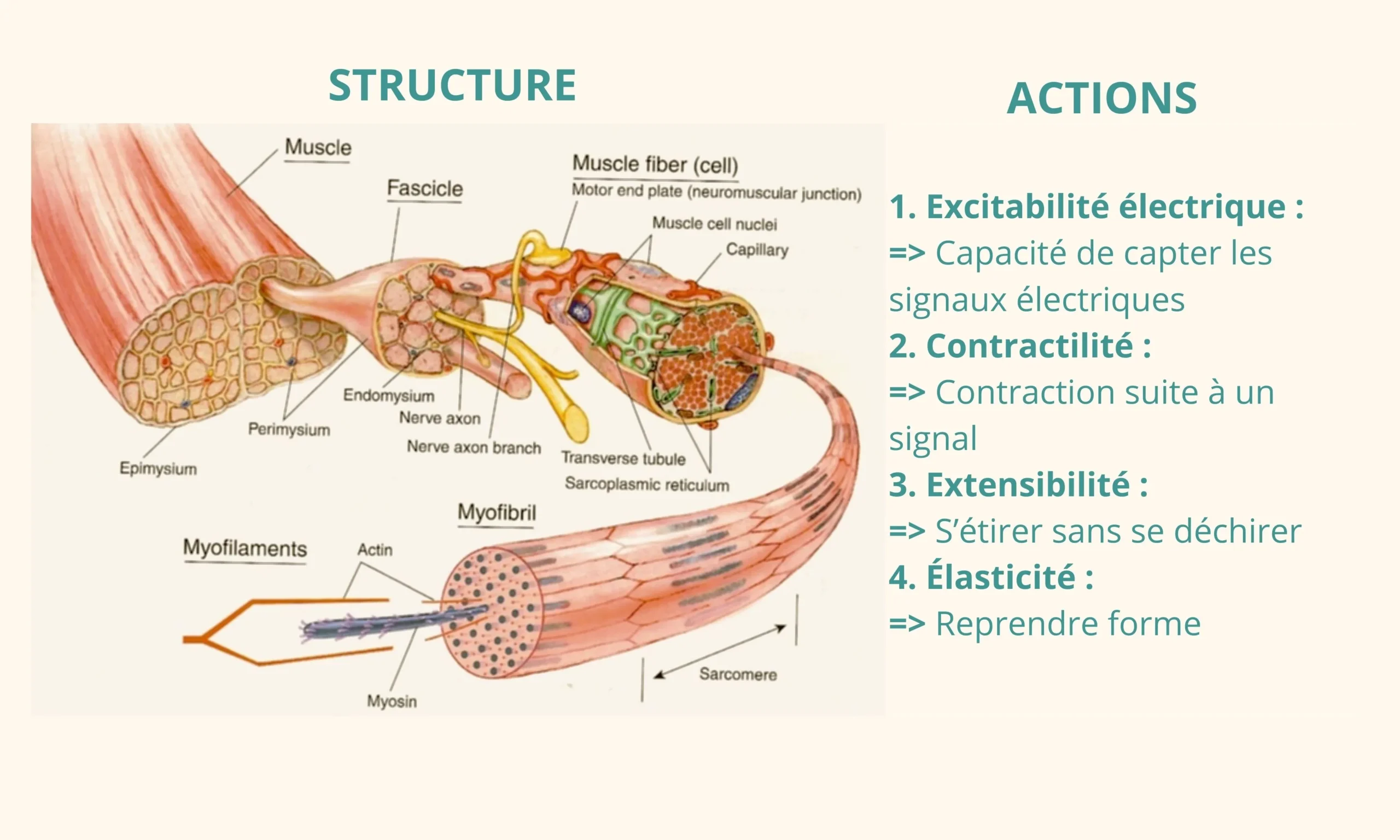 Structure du muscle