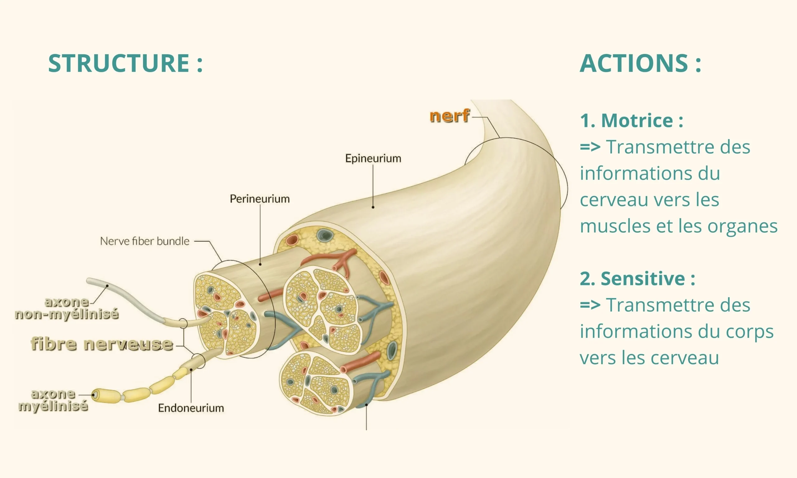 Structure des Nerfs