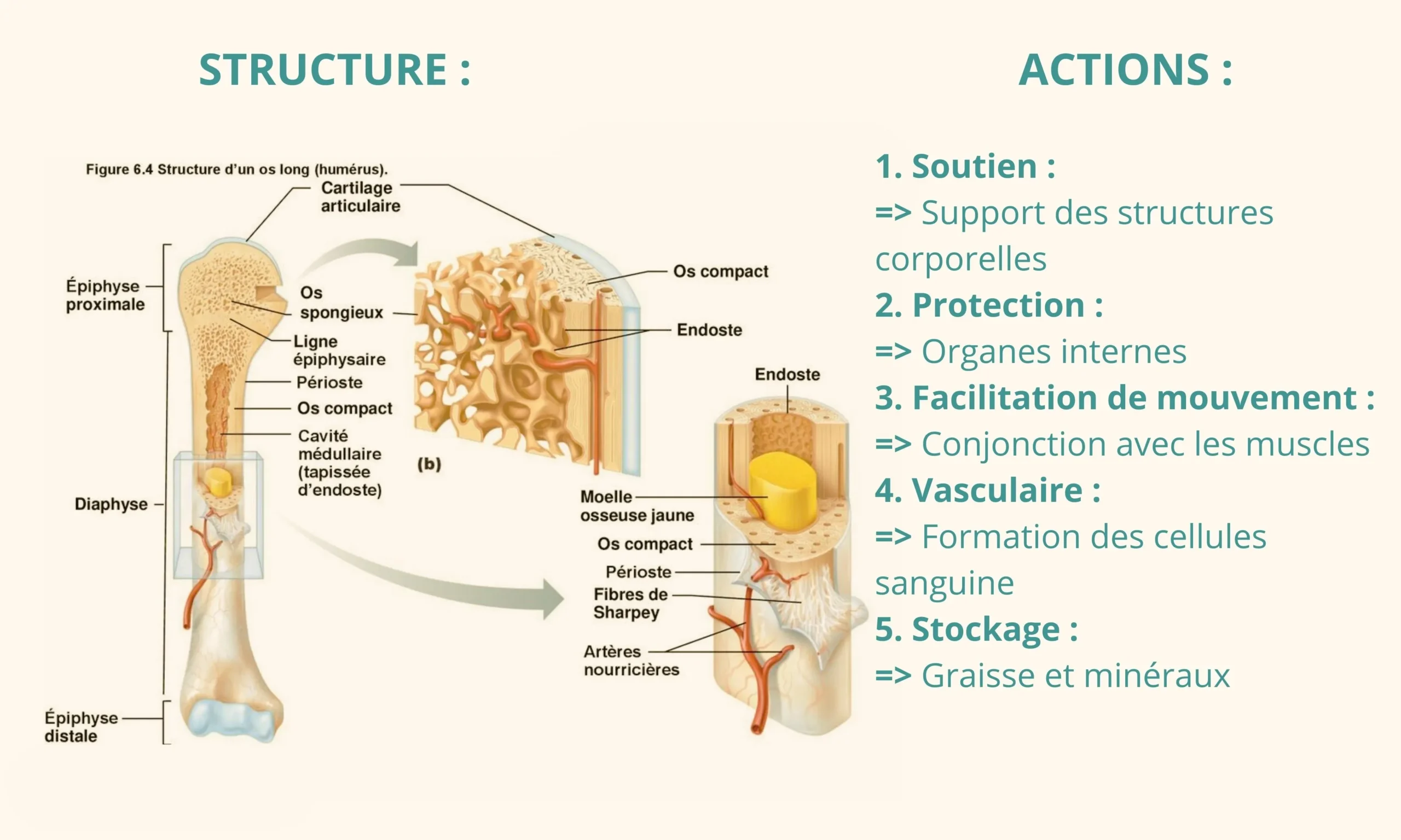 Structure de L'OS