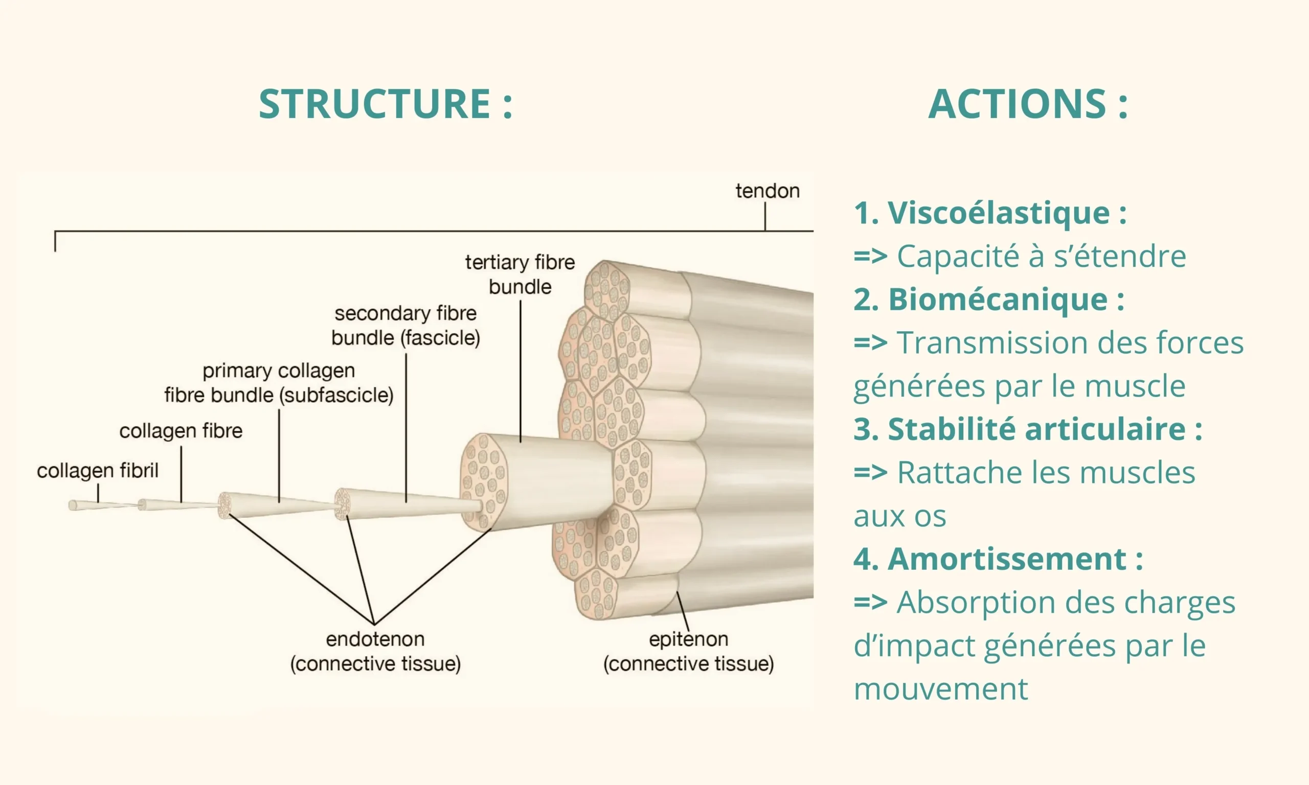 Structure des tendons